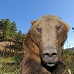 Adam looks like a bear you'd meet in the Montana mountains, but he was raised in captivity and is a friendly Grizzly.