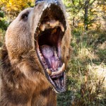 Adam's roar is mighty.