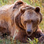 These beautiful animals should be respected and admired, not feared.