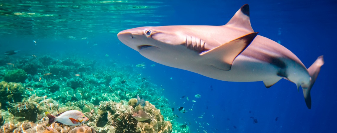 Image result for shark