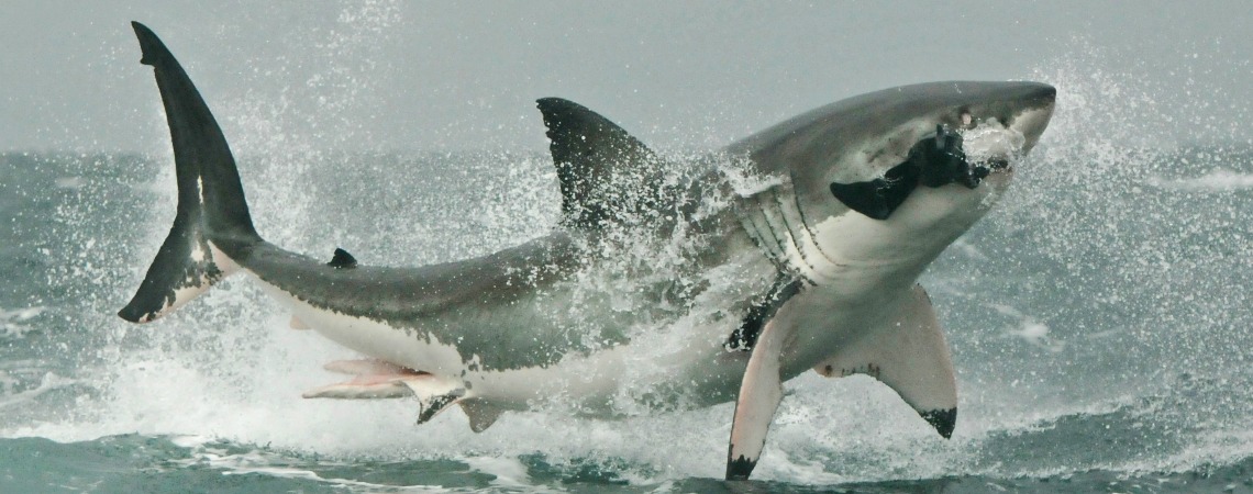 SharkPhotoDKCropped