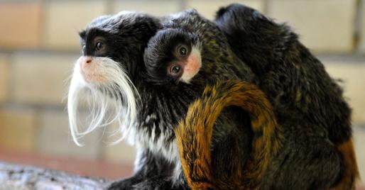 monkeys1