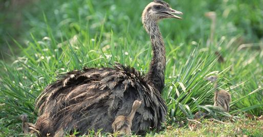 rhea1