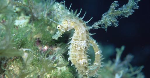 seahorse