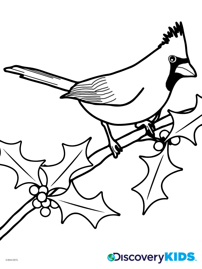 Cardinal Coloring Page | Discovery Kids