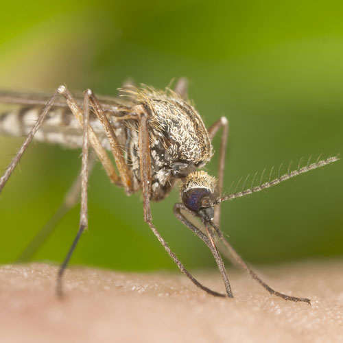 Mosquito