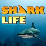 Shark Life