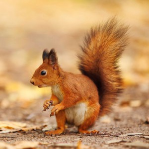 The red squirrel