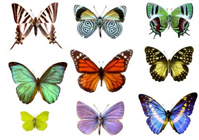 butterfly-color-butterflies