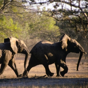 elephants-afraid-mice-300