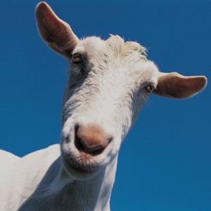 fainting-goat-300