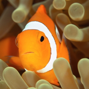 fish-breathing-underwater-300