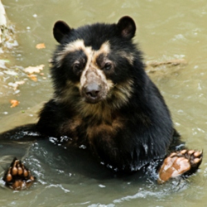 get-the-facts-on-spectacled-bears-300