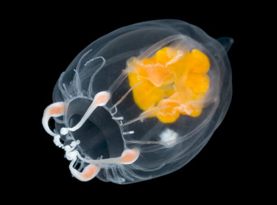 jellyfish-antarctica