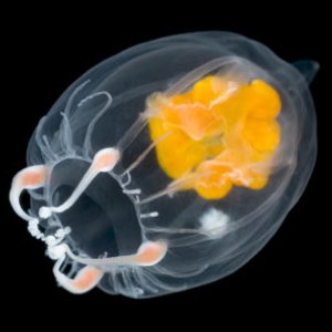jellyfish-what-to-do-300