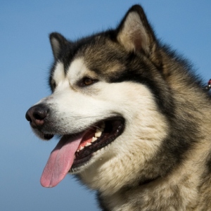 old-dogs-new-tricks-300