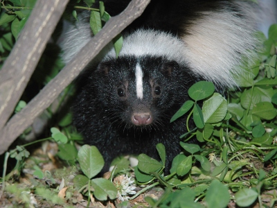why-are-skunks-black-and-white-400