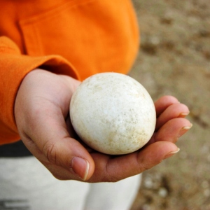 why-eggs-are-egg-shaped-300