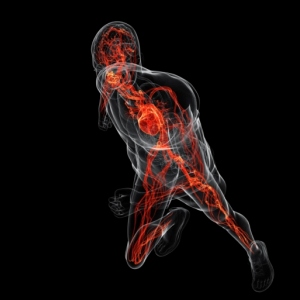 your-cardiovascular-system-300