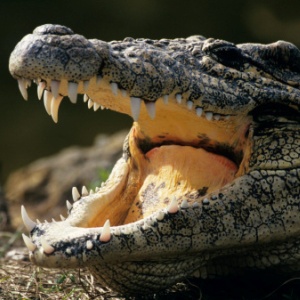 zigzag-crocodile-300