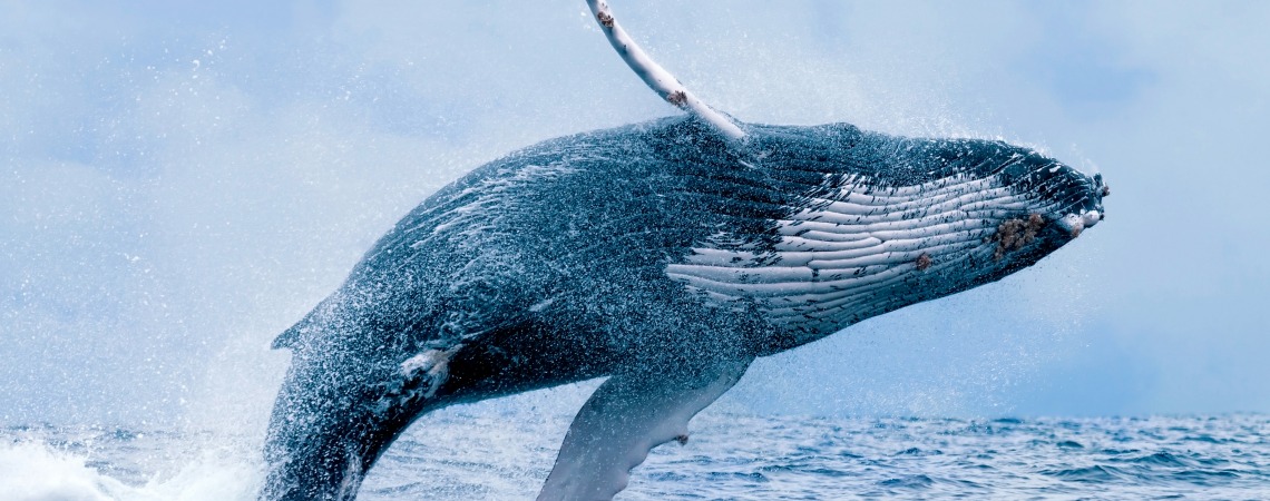 Rulers of the Sea